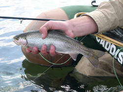A rainbow trout caught while using a chironomid