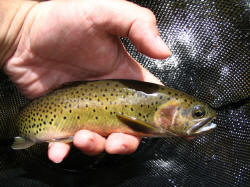 A beautifully colored cutthroat trout from the mentioned stream