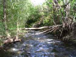 This small spring creek tumbles through thick foliage