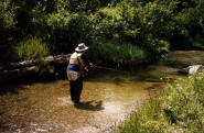 The author fly fishes a small clear creek in the summer sun.