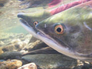 Sockeye Salmon preparing to spawn