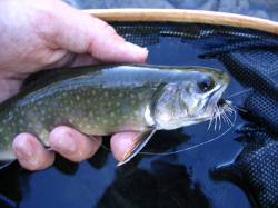 This fine spring creek brookie fell victim to a rubber legged stonefly