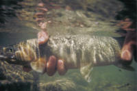 An underwater picture of Tim's nice cutthroat. The second time he landed this one...