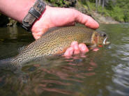 A nice westslope cutthroat trout going back